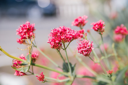 Valerian red centrantus. A bush in a city flower bed. Selective focus. Natural background.の写真素材