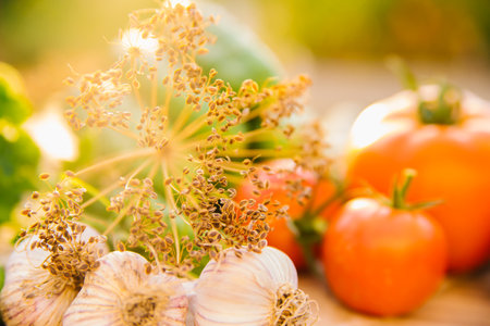 Fresh vegetables on a wooden background. Cucumbers, tomatoes, garlic, dill. Contoured sunlight. Organic farm. Organic vegetables. Summer harvest.の写真素材