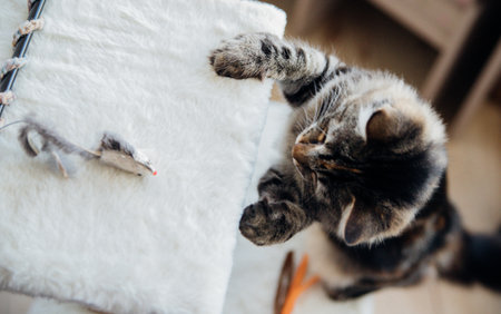 A young tabby kitty sits on the floor and looks up at the toy.の写真素材
