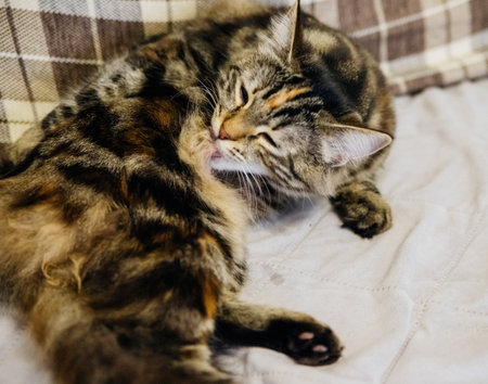 A beautiful fluffy cat lies on a gray blanket and washes her face, licking her fluffy fur with her tongue. The concept of pet care. Lifestyle.の写真素材