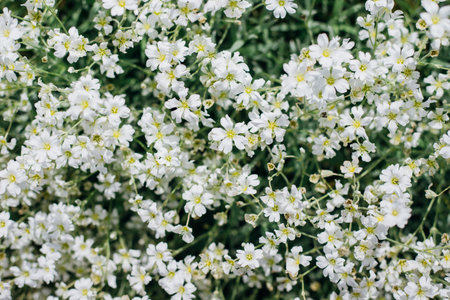 Background of small white flowers. Garden decoration. Sunlight. Soft selective focus.