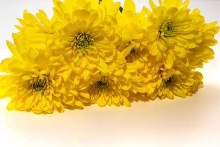 Yellow Chrysanthemums flowers isolated on whiteの写真素材
