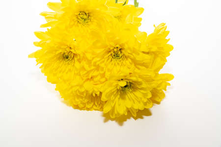 Yellow chrysanthemum flowers isolated on a white backgroundの写真素材