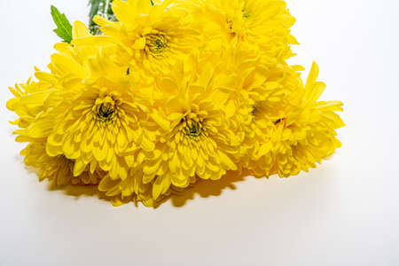 Yellow chrysanthemum flowers isolated on a white background(40157304708