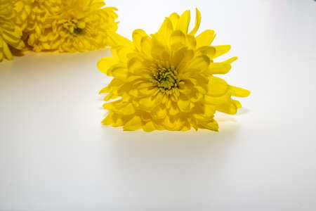 Yellow chrysanthemum flowers isolated on a white backgroundの写真素材