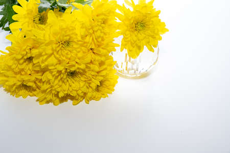 Yellow chrysanthemum flowers isolated on a white backgroundの写真素材