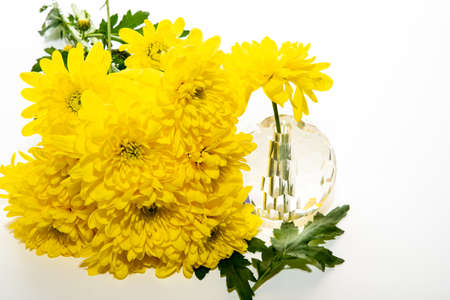 Yellow chrysanthemum flowers isolated on a white backgroundの写真素材