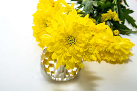 Yellow chrysanthemum flowers isolated on a white backgroundの写真素材
