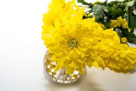 Yellow chrysanthemum flowers isolated on a white backgroundの写真素材