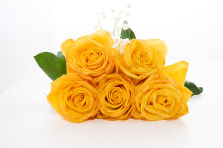 Beautiful yellow rose greeting card with flowers isolated on white backgroundの写真素材
