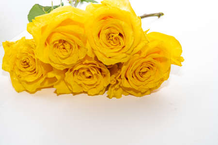 Beautiful yellow rose greeting card with flowers isolated on white backgroundの写真素材