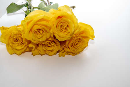 Beautiful yellow rose greeting card with flowers isolated on white backgroundの写真素材