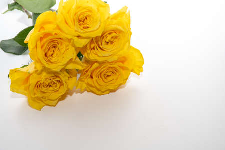 Beautiful yellow rose greeting card with flowers isolated on white backgroundの写真素材