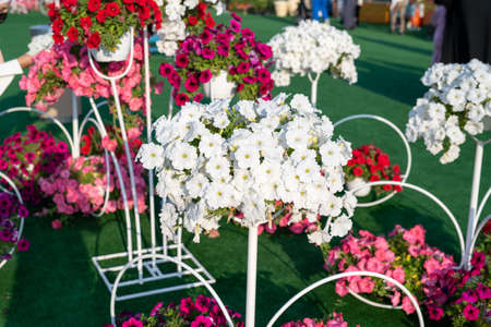 Doha, Qatar- February 2021: Flower Festival at the Souq Waqifの写真素材