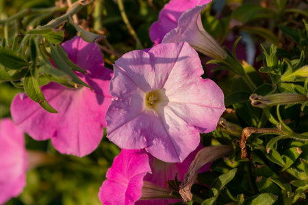 many beautiful flowers in the fieldの写真素材
