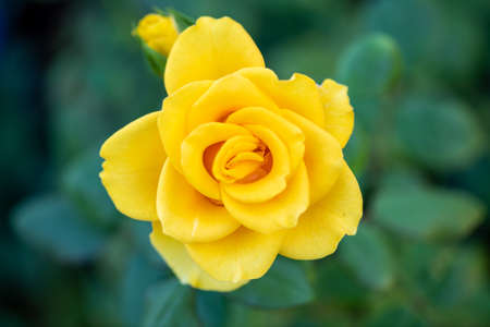 Yellow color rose bloomed in garden.
