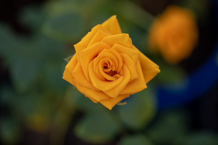 Yellow color rose bloomed in garden.の写真素材