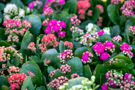 Close-up beautiful luxury bouquet of mixed red flowers in glass vases. the work of the florist at a flower shop. Wallpaperの写真素材