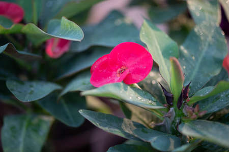 Natural flowers from The Flower Festival in Doha, Qatar 2021