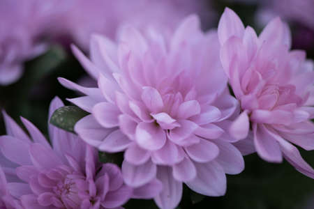 Natural flowers from The Flower Festival in Doha, Qatar 2021の写真素材
