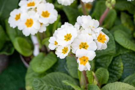 Natural flowers from The Flower Festival in Doha, Qatar 2021