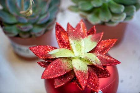 Natural flowers from The Flower Festival in Doha, Qatar 2021の写真素材