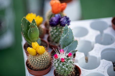 Natural flowers from The Flower Festival in Doha, Qatar 2021