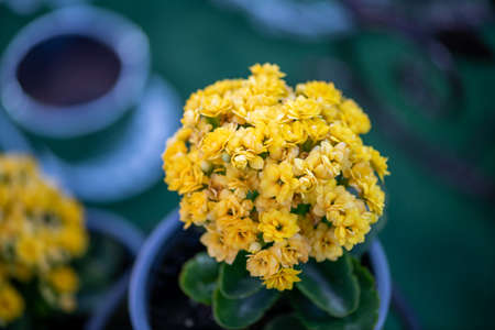 Natural flowers from The Flower Festival in Doha, Qatar 2021