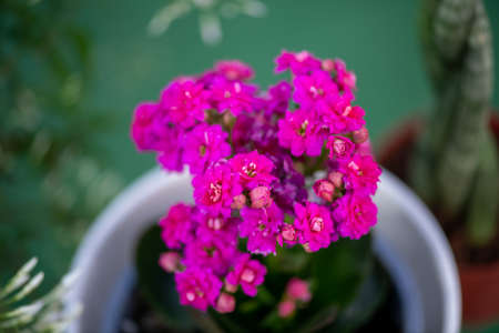 Natural flowers from The Flower Festival in Doha, Qatar 2021の写真素材