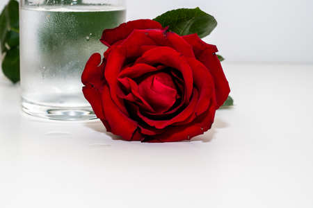 Beautiful red roses isolated on a white background.の写真素材