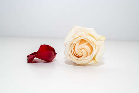 Beautiful red roses isolated on a white background. Perfect for greeting cards and wedding invitations, Christmas, Valentine's Dayの写真素材