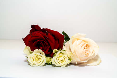 Beautiful red roses isolated on a white background. Perfect for greeting cards and wedding invitations, Christmas, Valentine's Dayの写真素材