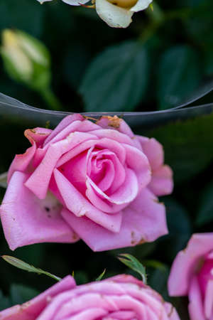 Natural flowers from The Flower Festival in Doha, Qatar, December 2021の写真素材