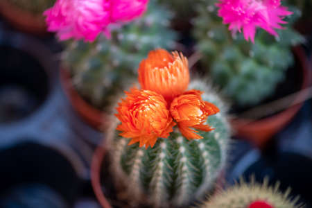 Close-up of a cactus with a flower from the Flower Festival in Doha, Qatar, December 2021の写真素材