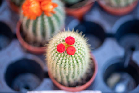 Close-up of a cactus with a flower from the Flower Festival in Doha, Qatar, December 2021の写真素材