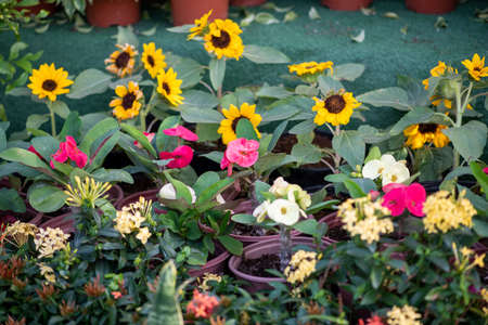 Natural flowers from The Flower Festival in Doha, Qatar, December 2021の写真素材