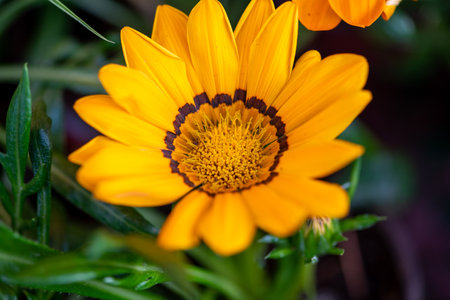 Extreme close up shot of orange Zinnia flowerの写真素材