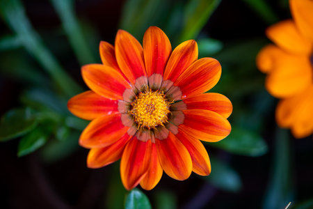 Extreme close up shot of orange Zinnia flowerの写真素材