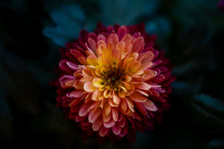 Beautiful pink chrysanthemum flower close-upの写真素材