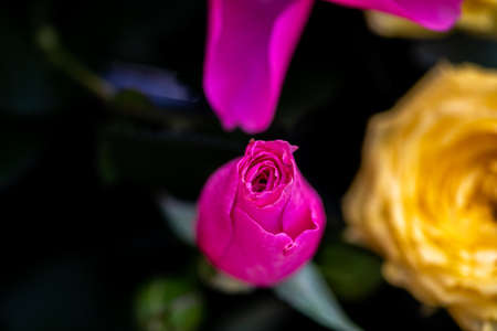 Beautiful pink rose close-up on a black backgroundの写真素材