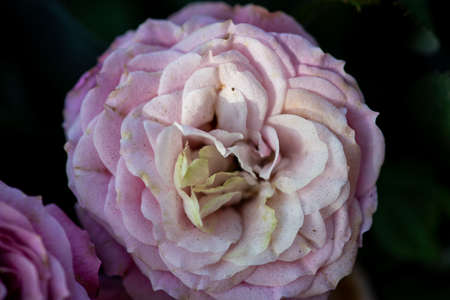 Beautiful natural pink rose on dark background