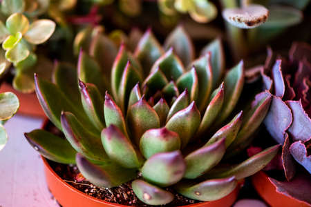 Miniature succulent plants in the gardenの写真素材