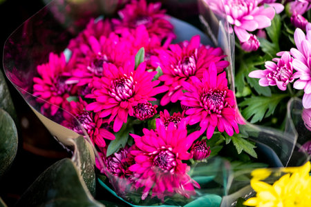 chrysanthemum isolated on a dark background