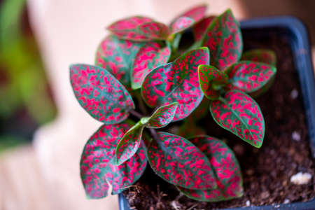 Natural plants at the flower exhibition in Qatar December 2021の写真素材