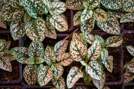 Natural plants at the flower exhibition in Qatar December 2021の写真素材