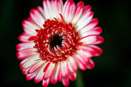 Pink gerbera tulips with petals close-up in the gardenの写真素材