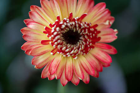 Pink gerbera tulips with petals close-up in the gardenの写真素材
