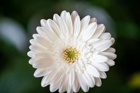 White Daisy Flower Isolated on Black Background - White with Yellow Centerの写真素材