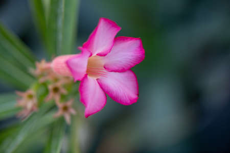 Blooming lotus flowers in the parkの写真素材
