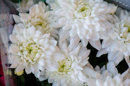 White chrysanthemum. Beautiful white flowers. romance and tenderness.